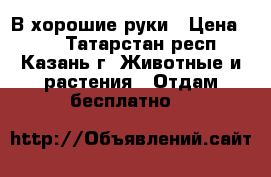 В хорошие руки › Цена ­ 50 - Татарстан респ., Казань г. Животные и растения » Отдам бесплатно   